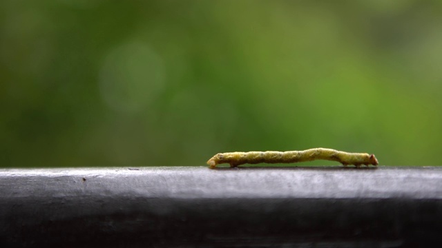 4K绿尺蠖毛虫爬在山间的树之间的野生视频素材