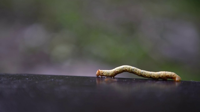 4K绿尺蠖毛虫爬在山间的树之间的野生视频素材