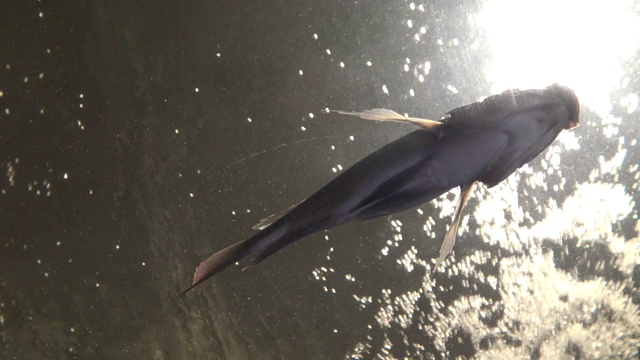 4K阳光背景水下，鲤鱼和其他鱼类在水族馆游泳视频素材