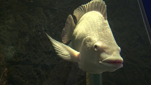 4K鱼在水族馆里游泳，看着摄像机视频素材