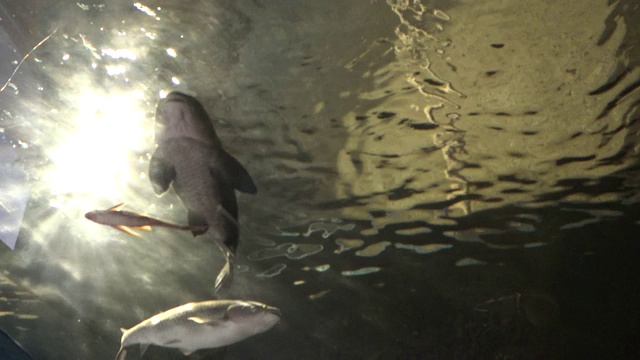 4K阳光背景水下，鲤鱼和其他鱼类在水族馆游泳视频素材