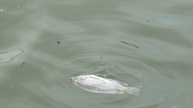 4千条鱼死于湖泊池塘受污染的水视频素材