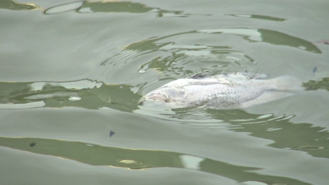 4千条鱼死于湖泊池塘受污染的水视频素材