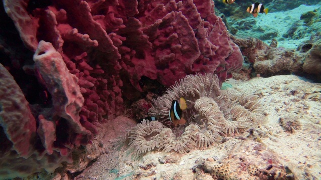 水下小丑鱼克拉克海葵(Amphiprion clarkii)视频素材