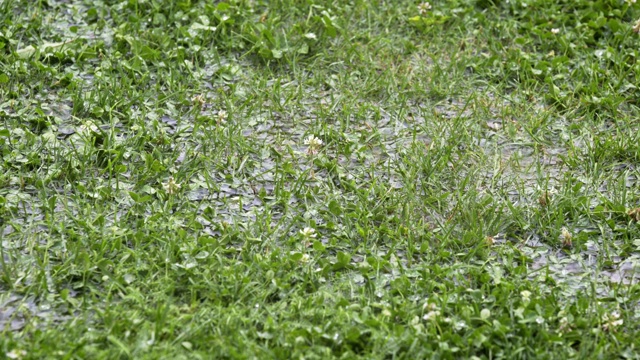 4K分辨率的视频-雨季的洪水-大水滴落在绿色的草地上，被淹没的地区视频素材