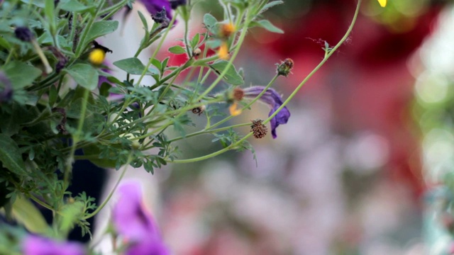 悬挂罐中五颜六色的矮牵牛花视频素材