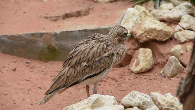 一只斑斑点点的粗膝盖(Burhinus capensis)站在沙漠的沙子里向四周张望。原产于南非、埃塞俄比亚、肯尼亚、坦桑尼亚和中非其他地区。视频素材