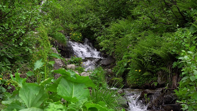 蕨类和山溪视频素材