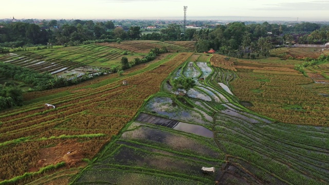 风景鸟瞰图的Tegallalang稻田在巴厘岛，印度尼西亚视频素材