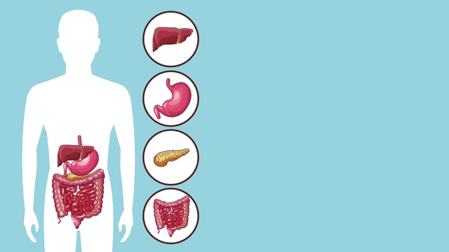 消化系统概念高清动画视频素材