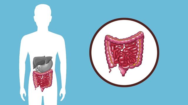 消化系统概念高清动画视频素材