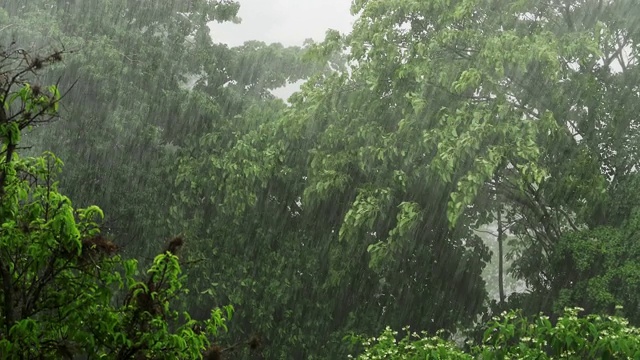 热带雨林的雨季里大雨滂沱视频素材