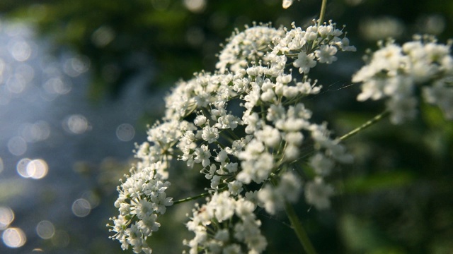 水毒芹(Conium maculatum)野花。视频素材