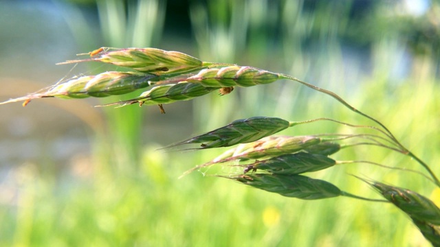 大风中野生植物的特写视频素材