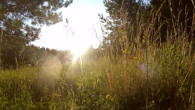 在长满鲜花的草地上走走视频素材