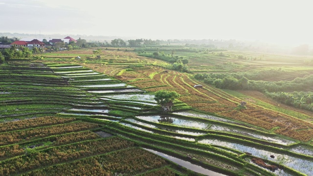 风景鸟瞰图的Tegallalang稻田在巴厘岛，印度尼西亚视频素材