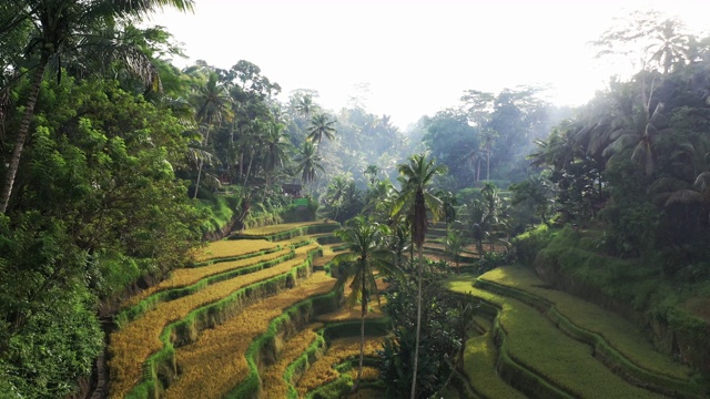 风景鸟瞰图的Tegallalang稻田在巴厘岛，印度尼西亚视频素材