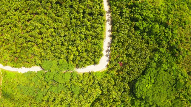 在菲律宾Siargao的椰子树中间的公路鸟瞰图。视频素材