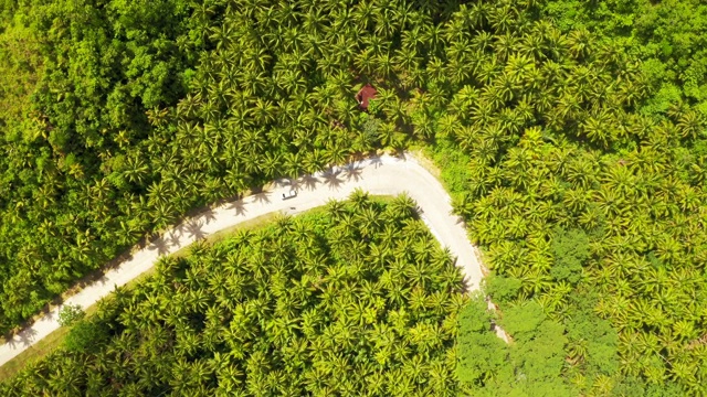 在菲律宾Siargao的椰子树中间的公路鸟瞰图。视频素材