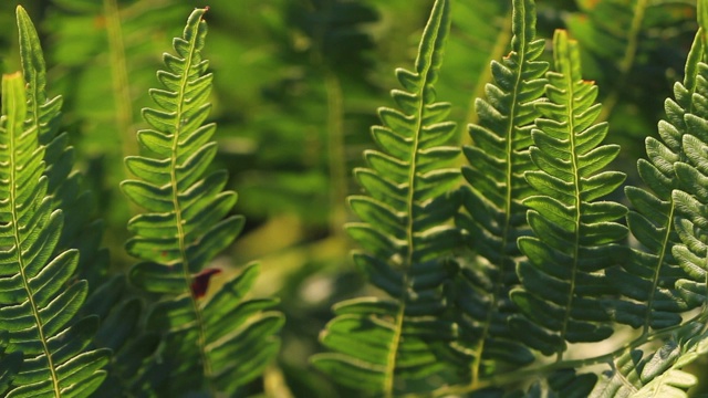 天然蕨类叶，蕨类叶图案。绿叶和蕨类植物视频素材