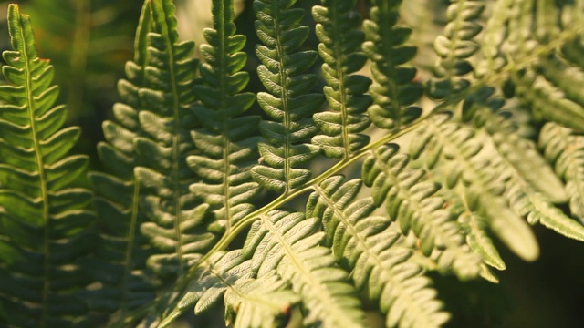 天然蕨类叶，蕨类叶图案。绿叶和蕨类植物视频素材