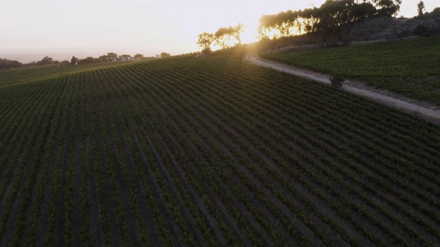 在南非西开普省的一个葡萄酒庄园里，葡萄园和灌溉大坝在夕阳下缓缓落下视频素材