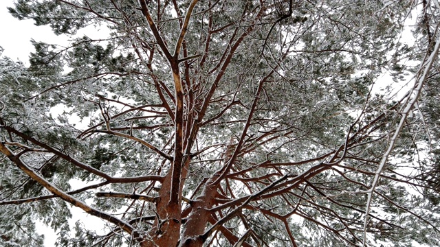 冬雪飘落伴白霜树，低角度观视频素材