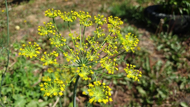 小茴香花在一个阳光明媚的夏日，慢镜头4K视频素材