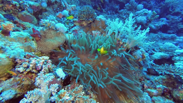 Сamera用海葵鱼接近海葵。红海海葵鱼或三带海葵鱼-双角闪鱼，水下拍摄视频素材