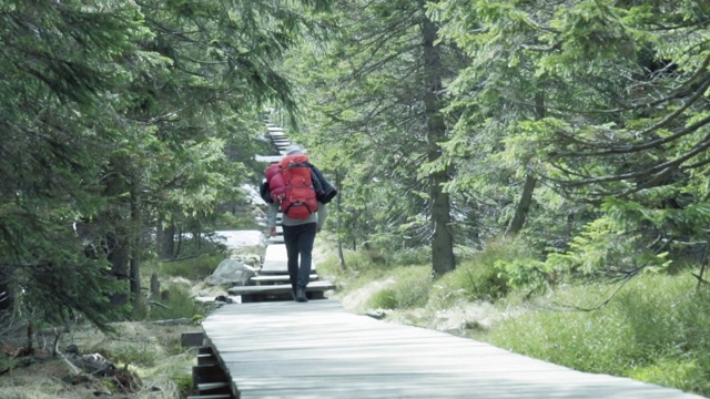 在森林里徒步旅行。视频素材