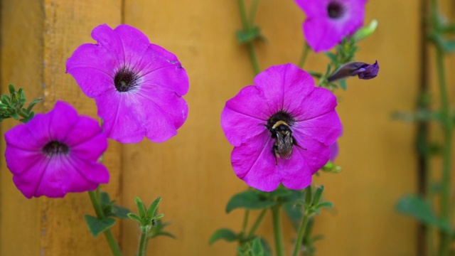 大黄蜂正在花中寻找花蜜视频素材