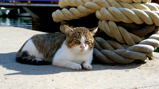 一只迷途的猫躺在系泊柱和锚链旁。视频素材