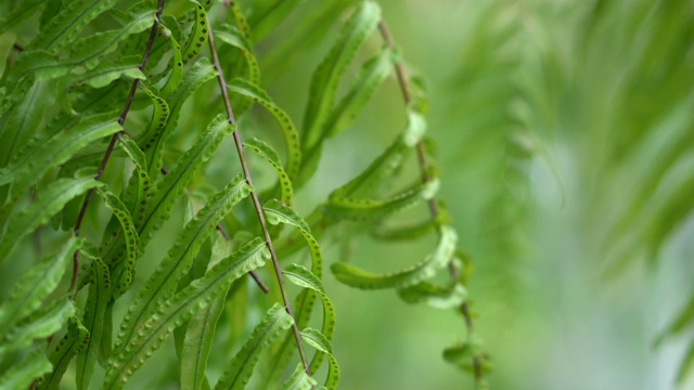 蕨类植物的叶子视频素材