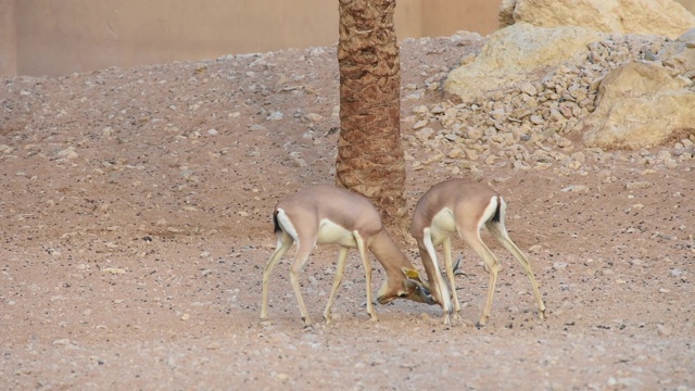 在阿拉伯联合酋长国(UAE)的岩石中，一对阿拉伯沙羚(Gazella marica)正在用角搏斗。视频素材