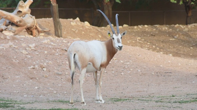 弯刀大羚羊或弯刀角大羚羊(oryx dammah)，也被称为撒哈拉大羚羊，矗立在炎热的沙漠沙中，以前是北非的居民，直到灭绝。视频素材