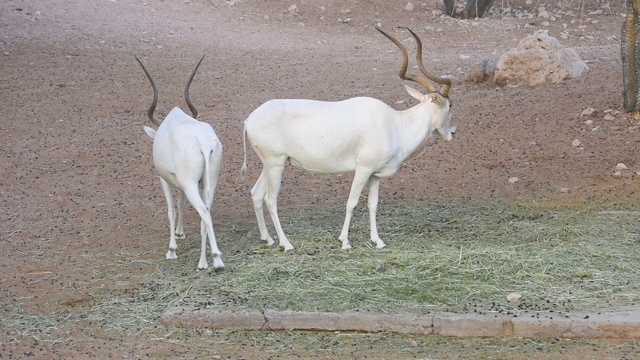 一群或一群极度濒危的阿达克斯羚羊(Addax nasomaculatus)，又名螺旋角羚或白羚羊，停止进食，绕着沙漠的沙子走;已经在非洲的一些地区重新引入。视频素材