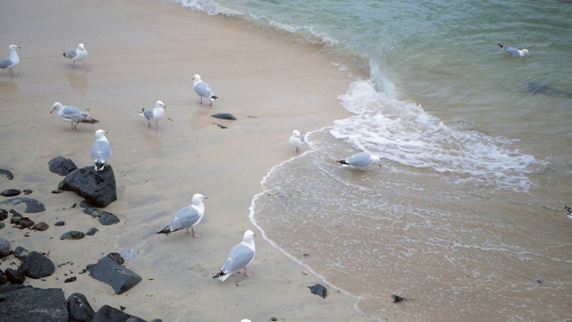 海边的海鸥等待着为它们带来食物的海浪视频素材