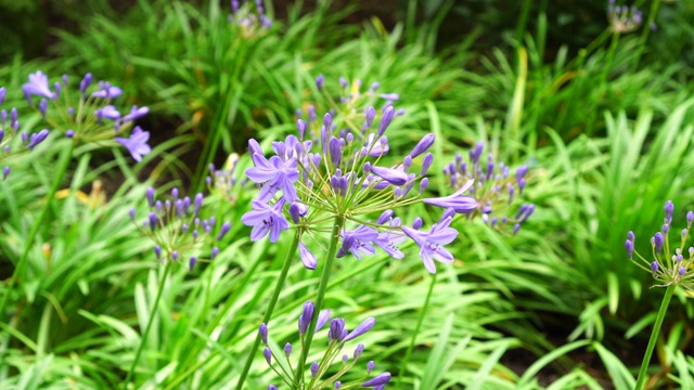 公园花坛里美丽的蓝色花朵迎风飘扬视频素材