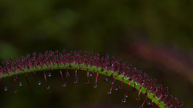 英国，毛茛叶展开视频素材