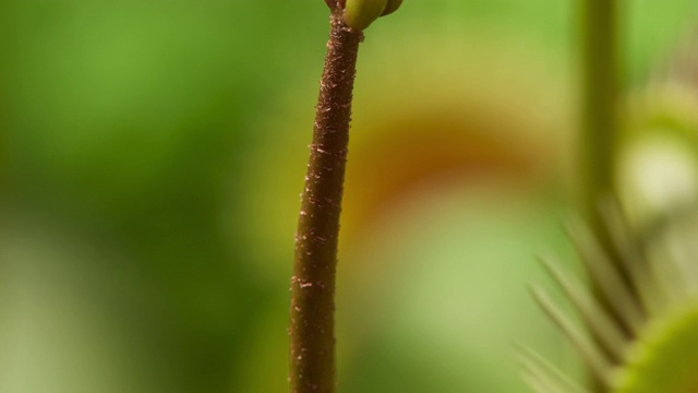 环绕捕蝇草花穗旋转，英国视频素材