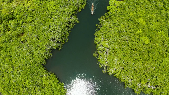 红树林和河流鸟瞰图视频素材