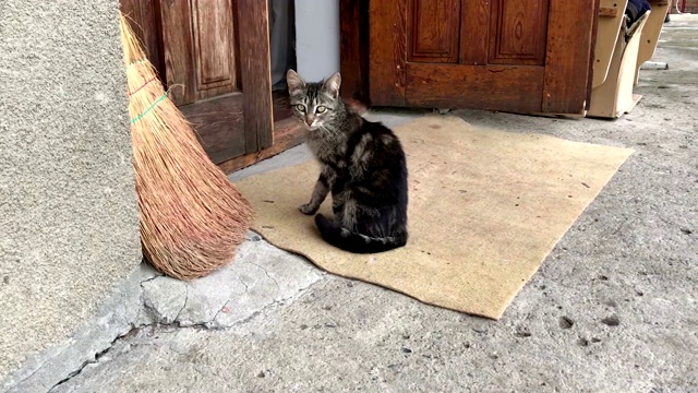 可爱的小猫坐在门外的门槛上视频素材