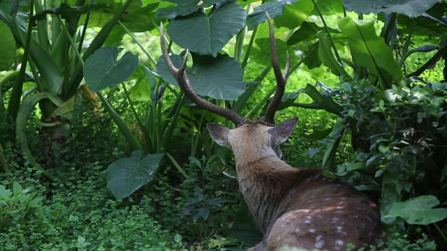 梅花鹿躺在树木和森林植物中休息视频素材