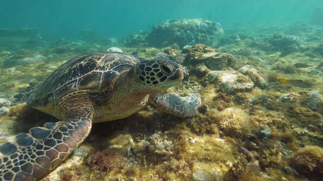 海龟在水底吃海藻。在透明海水中的珊瑚礁上的热带海龟。水下世界和海洋生物。浮潜和潜水。视频素材