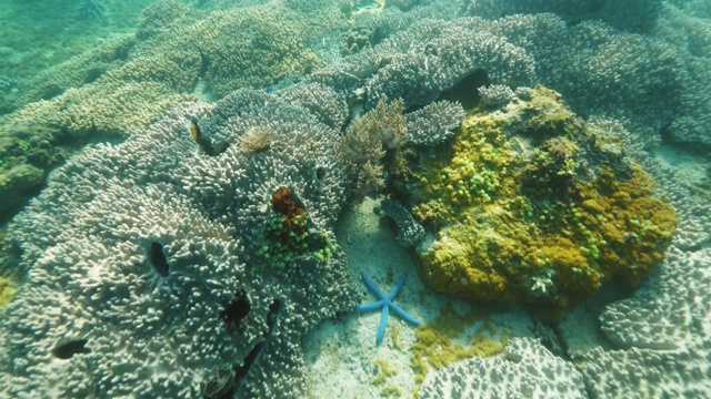 五颜六色的鱼，海星和珊瑚礁在蓝色的海洋水下视图。海底珊瑚礁间的热带鱼和海洋动物。在潜水和浮潜的同时观看水下世界。视频素材