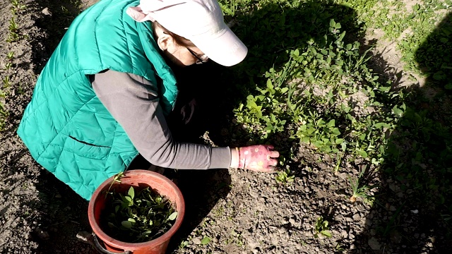 一个穿着绿色背心的女人在花园的床上杂草丛生视频下载