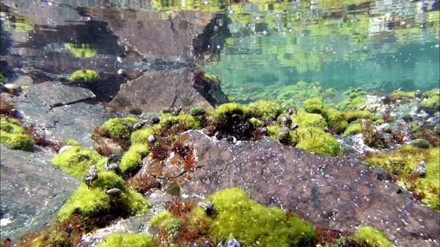 韩国济州岛西浦水塘水下场景视频素材