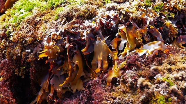 韩国济州岛西浦海岸退潮时露出海藻视频素材