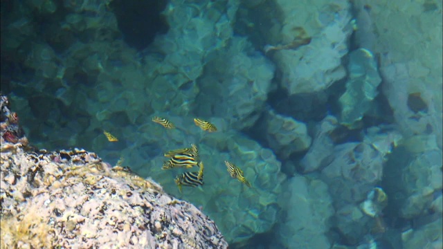 在韩国济州岛西浦的潮汐池中游泳的鱼视频素材