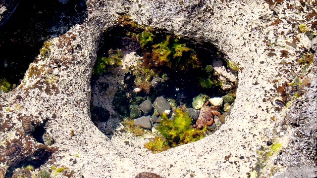 韩国济州岛西浦的潮汐池视频素材